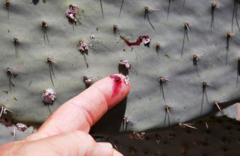 Prickly pear cactus.PNG